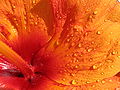Closeup of Hibiscus petal, a macro photograph taken through Canon PowerShot A95