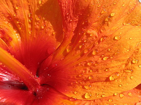 Tập_tin:Hibiscus_petal.jpg