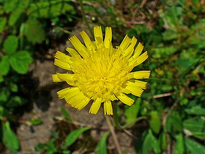 Hieracium pilosella Inflorescence