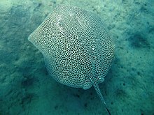 The reticulate whipray is one of the species that colonised the Eastern Mediterranean through the Suez Canal as part of the ongoing Lessepsian migration. Himantura uarnak egypt.jpg