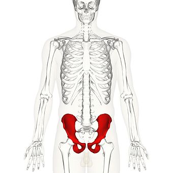 Hip bone anterior high-res.jpg