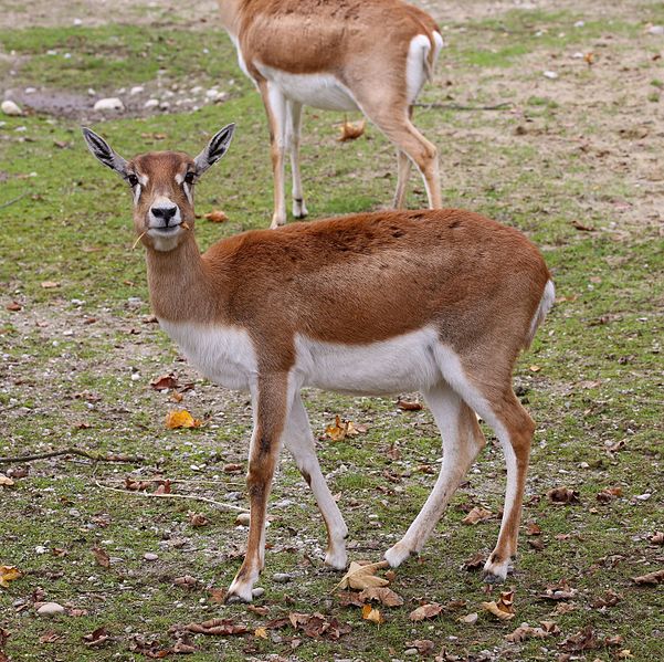 File:Hirschziegenantilope Antilope cervicapra Tierpark Hellabrunn-17.jpg