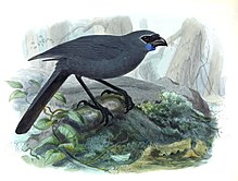 Histoire des oiseaux de NZ 1ère éd p152-2a.jpg