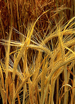 Hordeum-barley.jpg