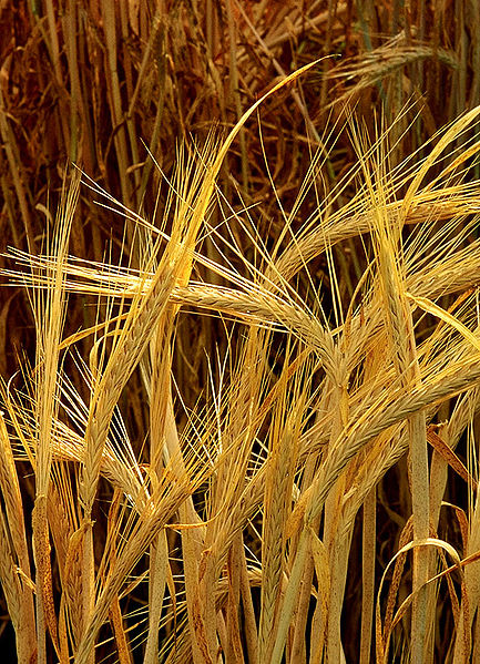 Hordeum vulgare