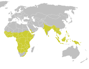 Hornbill distribution map.png