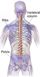 Normal vertebral column.