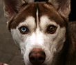 Kék és barna szemű kutya