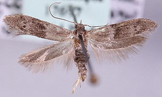 <i>Hypatopa</i> Moth genus in family Blastobasidae