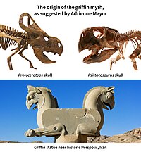 Protoceratops skeletons are often found disarticulated. Unconnected to the skull, the plates of the head shield could be misinterpreted as wings. Hyperborean-gryphon-persepolis-protoceratops-psittacosaurus-skeletons.jpg