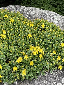 Hypericum buckleyi.jpg