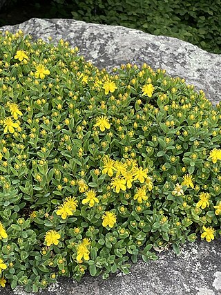 <i>Hypericum buckleyi</i> Species of flowering plant in the St Johns wort family Hypericaceae