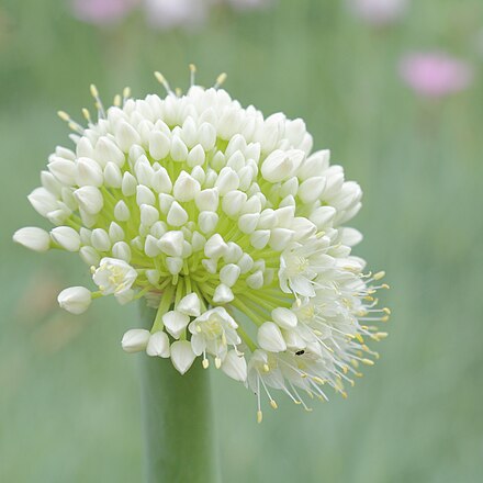 Соцветие маиса. Allium pskemense. Аллиум 3 соцветий. Аллиум стебель.