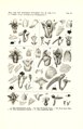 Pinalia floribunda tab 51 fig. II in: Johannes Jacobus Smith: Icones Orchidacearum Malayensium I (1930)