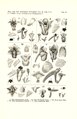 Pinalia densa tab 51 fig. III in: Johannes Jacobus Smith: Icones Orchidacearum Malayensium I (1930)