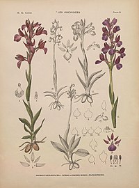 plate 22 - (text explanation page 13-14) Orchis papilionacea var. rubra Anacamptis papilionacea Orchis × gennarii Anacamptis × nicodemi nothosubsp. nicodemi Orchis × yvesii Anacamptis × nicodemi nothosubsp. yvesii