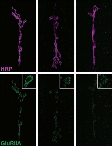 File:Identification of Drosophila Postsynaptic Density Homologs (7211999880).png