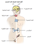 صورة مصغرة لـ غدة درقية