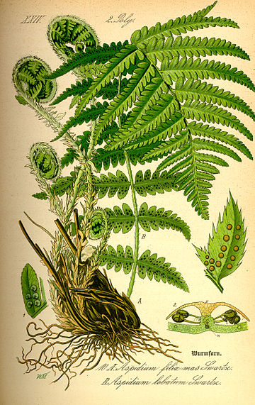 Polystichum aculeatum x lonchitis