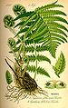 Dryopteris filix-mas (left), Polystichum aculeatum (detail, lower right)