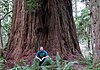 Iluvatar redwood 400.jpg