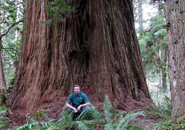 Prairie Creek Redwoods SP Gold Bluffs Beach Camp- Wikipedia