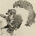 Image from page 376 of "Contributions from the New York Botanical Garden" (1899-).jpg