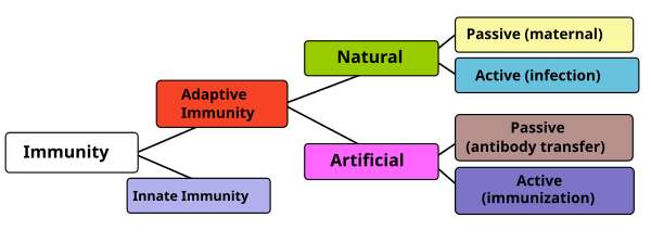 active and passive humoral immunity