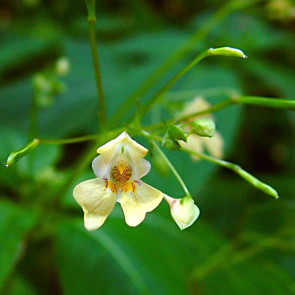 File:Impatiens parviflora.jpg