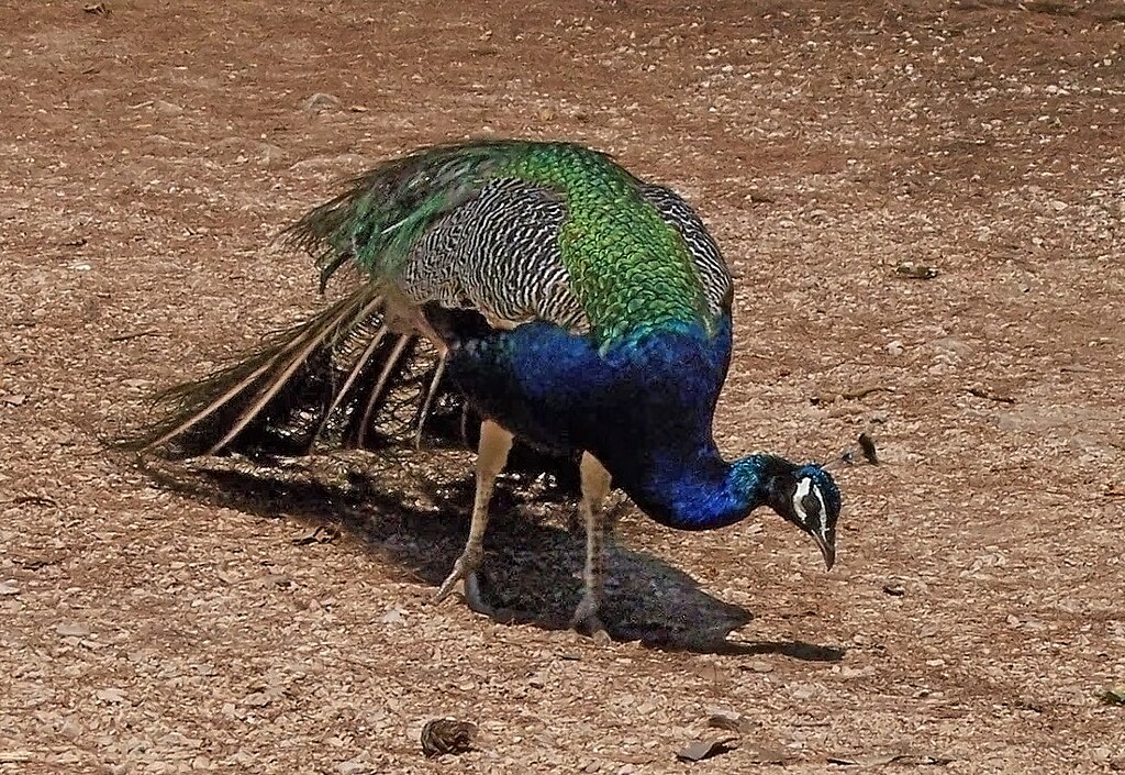 Indian peafowl - Wikipedia