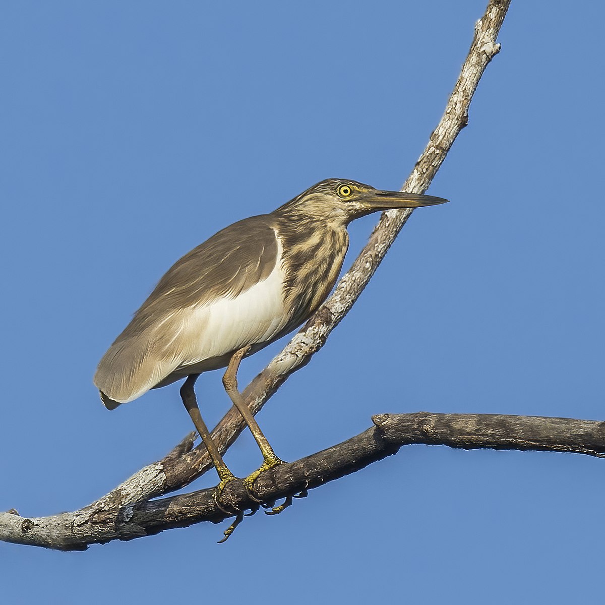 Indian heron - Wikipedia