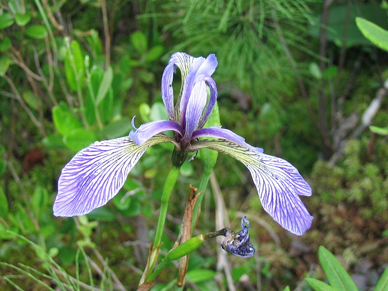 File:Iris versicolor 2-eheep (5097897914).jpg