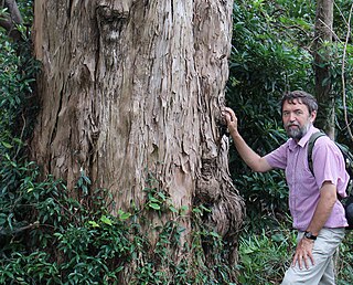 István Rácz Hungarian dendrologist, curator, and museologist