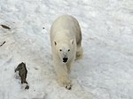 Isbjörn i Ranua djurpark.