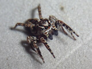 <i>Mexigonus</i> Genus of spiders