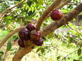 Jabuticaba (Myrciaria sp.). "Jabuticaba" é uma palavra de origem tupi, com o significado original de "gordura de jabuti".[25]