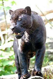 http://upload.wikimedia.org/wikipedia/commons/thumb/5/55/Jaguar-schwarzer-panther-zoologie.de-nk0005.JPG/220px-Jaguar-schwarzer-panther-zoologie.de-nk0005.JPG
