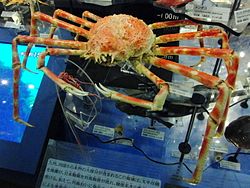 タカアシガニ Wikipedia