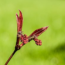 Japanse esdoorn (Acer palmatum) 03-04-2023 (d.j.b.).jpg