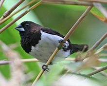 Javan Munia (Lonchura leucogastroides) .jpg