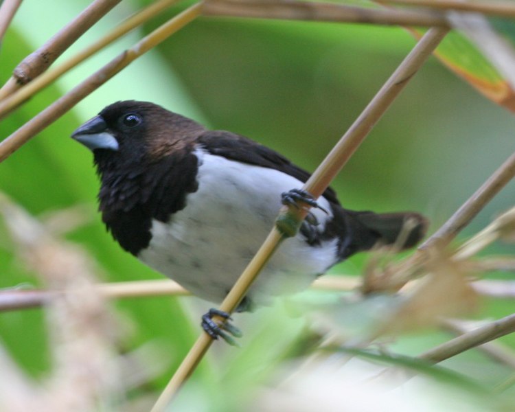 File:Javan Munia (Lonchura leucogastroides).jpg