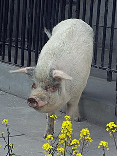 Strong-Willed Pig