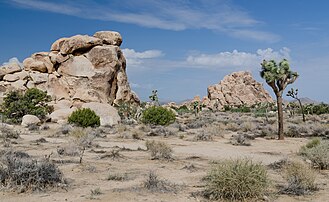 Le parc national de Joshua Tree (Californie). L'arbre de Josué (à droite) est une agavacée endémique du sud-ouest des États-Unis. (définition réelle 4 928 × 3 026)