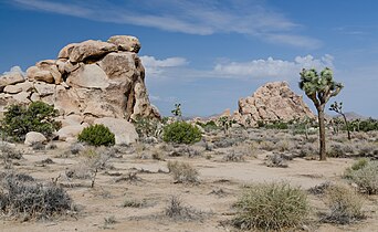 Yucca brevifolia and other, Joshua Tree National Park