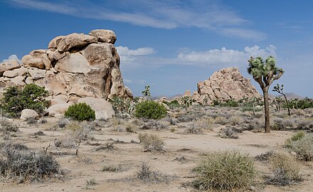 A hiking area with rocky outcrops and Joshua trees