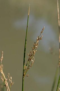 <i>Juncus mexicanus</i> Species of aquatic plant