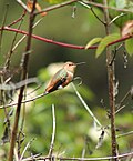 Thumbnail for File:Juvenile Allens Hummingbird at San Francisco Botanical Garden - Sarah Stierch A.jpg