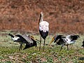 * Nomination Yellow-billed storks (Mycteria ibis), 2 juveniles feeding from an adult in breeding plumage. Zambia --Tagooty 01:41, 21 August 2023 (UTC) * Promotion  Support Good quality -- Johann Jaritz 01:56, 21 August 2023 (UTC)