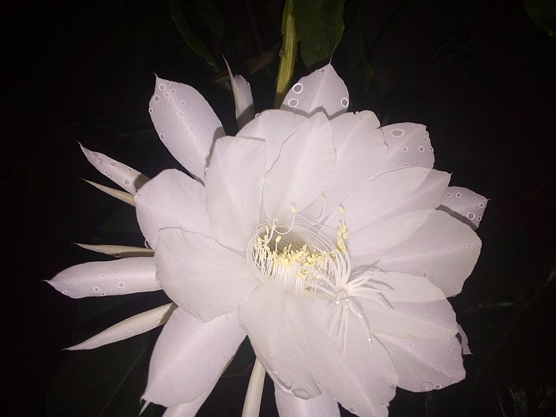 File:Kadupul flower anuradhapura.jpg