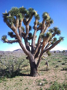 Joshua tree in Arizona Kaktus-drzewiasty.jpg
